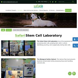 Do you need to treat your pet with stem cell therapy? Visit Stem Cell Safari