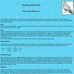 TheRaven's Aviary - Crow vs. Raven