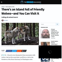 There's an Island Full of Friendly Wolves—and You Can Visit It