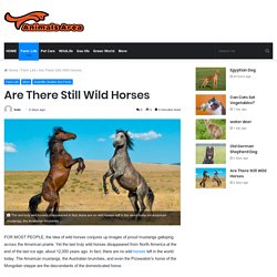 Are There Still Wild Horses In The Wild ?