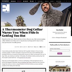 A Thermometer Dog Collar Warns You When Fido Is Getting Too Hot