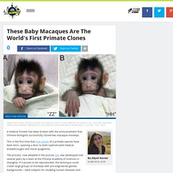 These Baby Macaques Are The World's First Primate Clones
