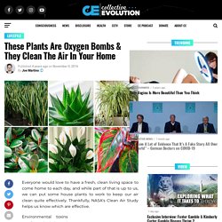 These Plants Are Oxygen Bombs & They Clean The Air In Your Home