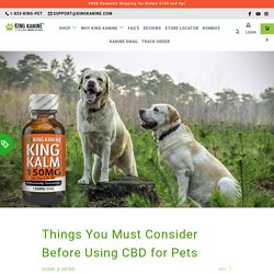 Things You Must Consider Before Using CBD for Pets