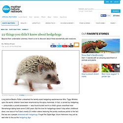 22 things you didn't know about hedgehogs