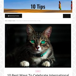 10 Things To Do This International Cat Day
