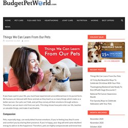Things We Can Learn From Our Pets – BudgetPetWorld