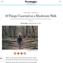 19 Things I Learned on a Mushroom Walk