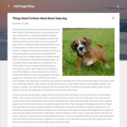 Things Need To Know About Boxer baby dog