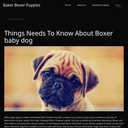 Things Needs To Know About Boxer baby dog