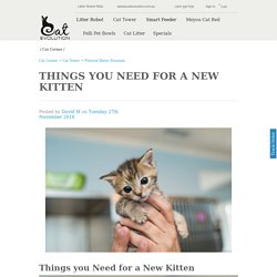 Things you Need for a New Kitten