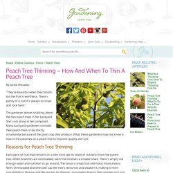 Thinning A Peach Tree: How To Thin Peaches