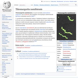 Suurin bakteeri Thiomargarita namibiensis