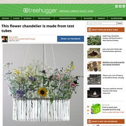 This flower chandelier is made from test tubes