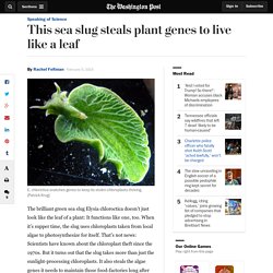 This sea slug steals plant genes to live like a leaf