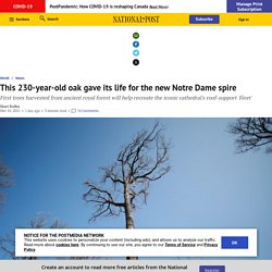 This 230-year-old oak gave its life for the new Notre Dame spire