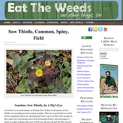 Sow Thistle, Common, Spiny, Field