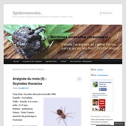 Groupe SPIDERMANNEKE de la Régionale Natagora-Bruxelles