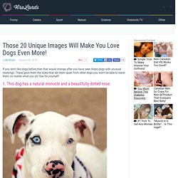 Those 20 Unique Images Will Make You Love Dogs Even More!