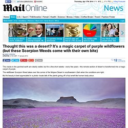 Thought this was a desert? Its a magic carpet of purple Scorpion Weeds