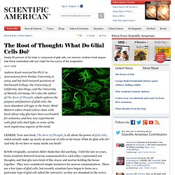 The Root of Thought: What Do Glial Cells Do?
