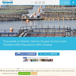 Thousands of Atlantic Salmon Escape Factory Farm, Threaten Wild Populations With Disease - Mercy For Animals