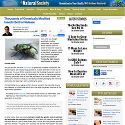 Thousands of Genetically Modified Insects Set For Released : Natural Society - Nightly