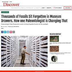 Thousands of Fossils Sit Forgotten in Museum Drawers. How one Paleontologist is Changing That