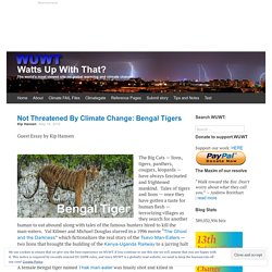 Not Threatened By Climate Change: Bengal Tigers