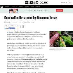 Good coffee threatened by disease outbreak