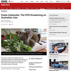 Koala chlamydia: The STD threatening an Australian icon