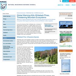 Global Warming Kills Whitebark Pines, Threatening Mountain Ecosystems