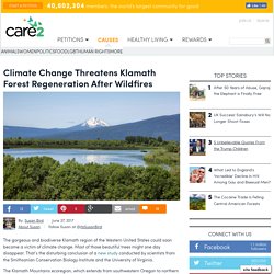 Climate Change Threatens Klamath Forest Regeneration After Wildfires