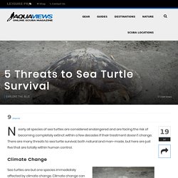 5 Threats to Sea Turtle Survival - AquaViews