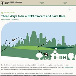 Three Ways to be a BEEAdvocate and Save Bees