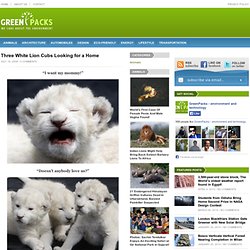 Three White Lion Cubs Looking for a Home