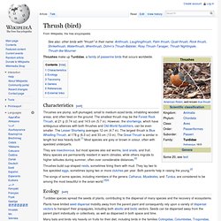 Thrush (bird)