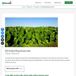 Kỹ thuật trồng khoai môn - AZ Farming