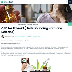 CBD for Thyroid [How to Regulate Hormone Release]