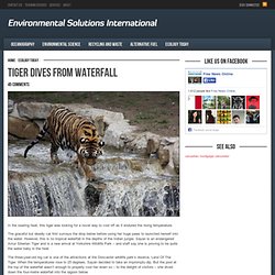 Tiger Dives from Waterfall « Environmental Solutions International, LLC (ESI)
