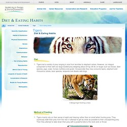 Tigers: Diet and Eating Habits