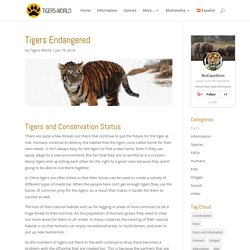 Tigers Endangered - Tiger Facts and Information