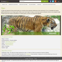 TIGRE (Panthera tigris)