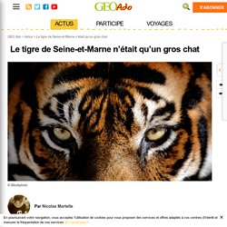 Le tigre de Seine-et-Marne n’était qu’un gros chat