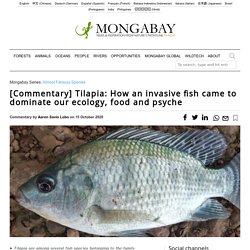 MONTABAY 15/10/20 Tilapia: How an invasive fish came to dominate our ecology, food and psyche