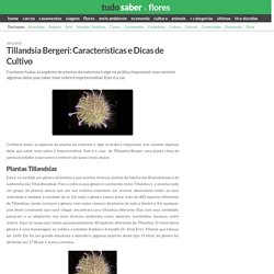 Tillandsia Bergeri: Características e Dicas de Cultivo - Tudo Saber