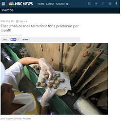 Fast times at snail farm: four tons produced per month