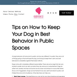 Tips on How to Keep Your Dog in Best Behavior in Public Spaces<br/>