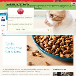 Tips for Feeding Your Cat - Purina ONE®
