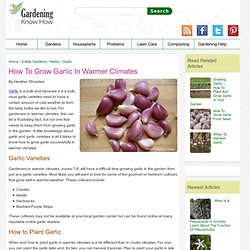 How to Grow Garlic in Warmer Climates